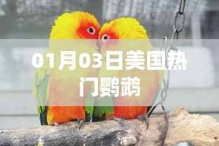 美国热门鹦鹉,最新资讯一网打尽