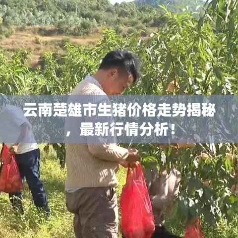 云南楚雄市生猪价格走势揭秘,最新行情分析!