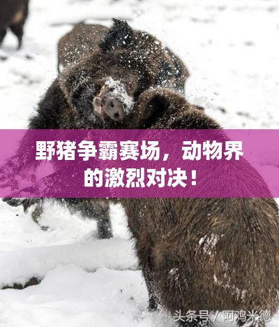 野猪争霸赛场,动物界的激烈对决!