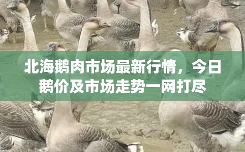 北海鹅肉市场最新行情,今日鹅价及市场走势一网打尽