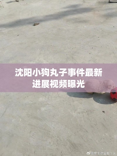 沈阳小狗丸子事件最新进展视频曝光